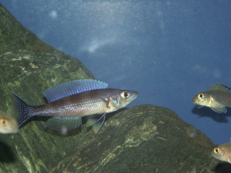 Cyprichromis leptosoma 'Kekese'